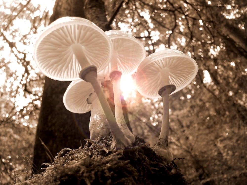 Featured for Risks to the Heart: A Cautionary Manifesto Against Microdosing from a Psychedelic Pharmacist